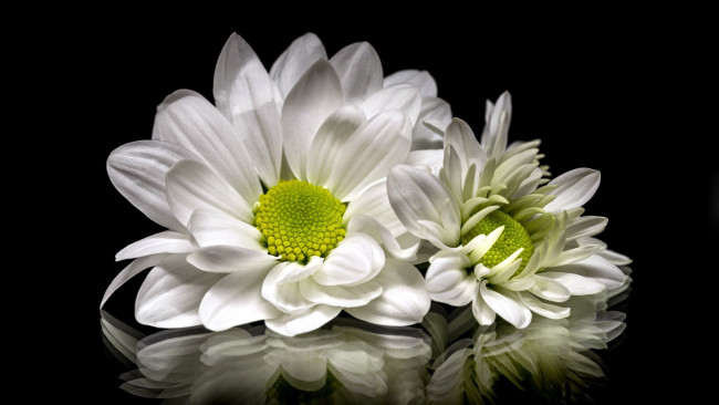Обои картинки фото цветы, хризантемы, белые, отражение