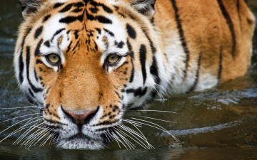 обоя животные, тигры, тигр, вода