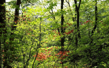 Картинка природа лес листья осень