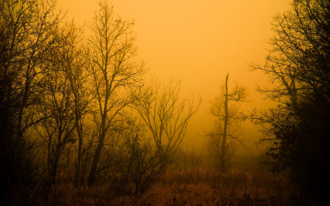 Обои картинки фото природа, деревья, осень, туман