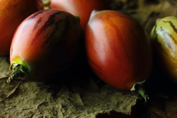 обоя tree tomato fruit, еда, тамарилло, tree, tomato, fruit