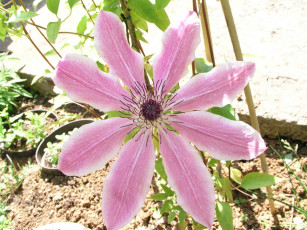 Картинка цветы клематис ломонос