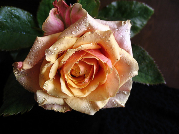 Обои картинки фото verbena, говорить, любви, цветы, розы