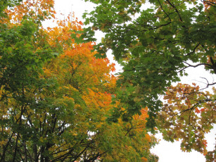 Картинка природа деревья клены листья осень