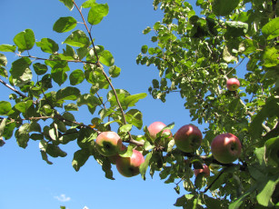 обоя природа, плоды, ветка, яблоки