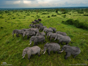 Картинка животные слоны саванна стадо