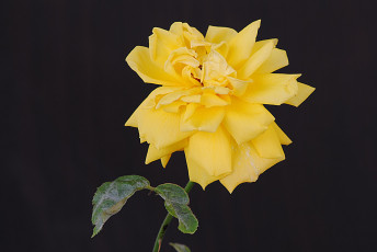Картинка цветы розы лепестки фон тёмный