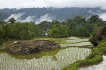 Картинка природа поля рисовое поле туман
