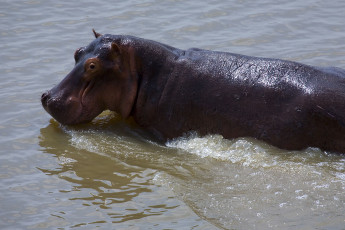 Картинка животные бегемоты вода животное