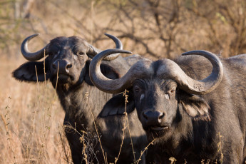 Картинка животные коровы буйволы рога африка