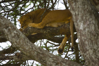 Картинка животные львы львица на дереве