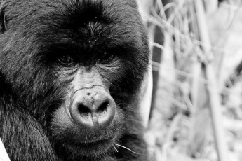 Картинка животные обезьяны горилла уганда