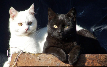 Картинка животные коты белый кот чёрный
