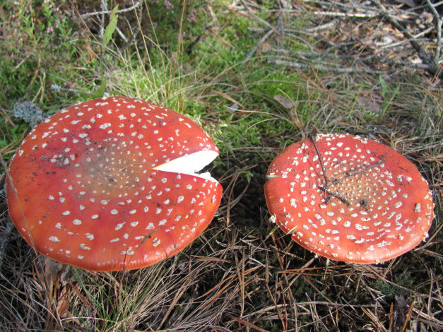 Обои картинки фото природа, грибы, мухомор, красные, в, крапинку