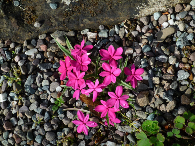 Обои картинки фото родогипоксис, цветы, rhodohypoxis