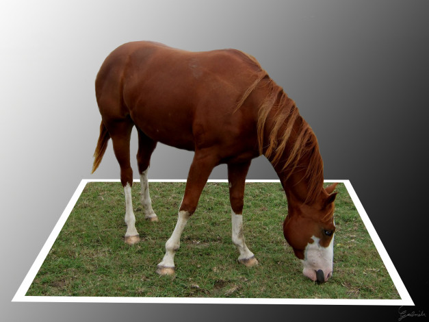 Обои картинки фото животные, лошади, трава