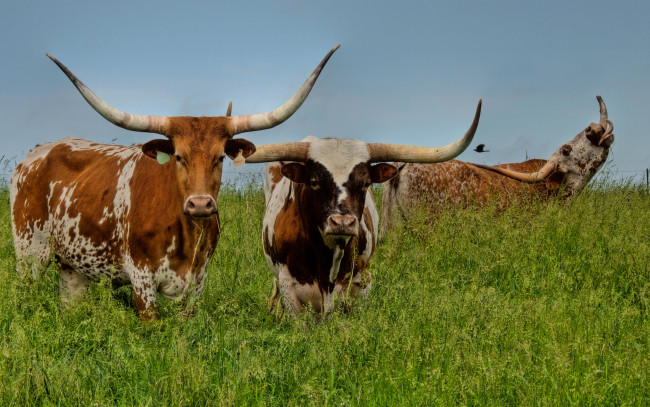 Обои картинки фото животные, коровы, буйволы, трава, лето