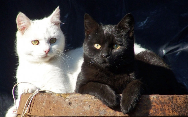 Обои картинки фото животные, коты, белый, кот, чёрный