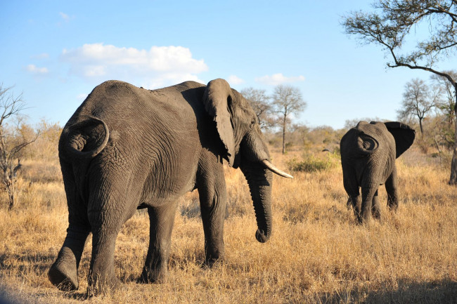 Обои картинки фото животные, слоны, африка