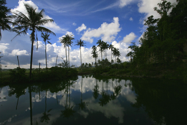 Обои картинки фото природа, тропики, пальмы, вода, отражение