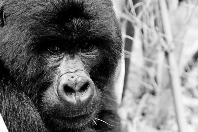 Обои картинки фото животные, обезьяны, горилла, уганда