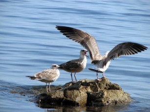 Картинка Чайки животные бакланы крачки чайки птицы море камень остров