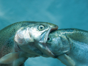 Картинка французский поцелуй животные рыбы