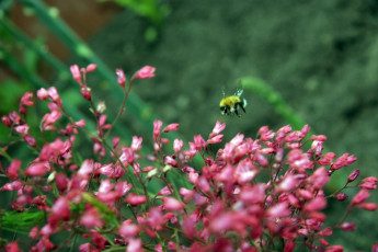 Картинка мохнатый шмель животные пчелы осы шмели куст цветы