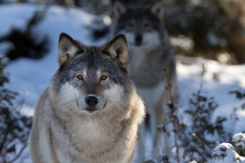 Картинка животные волки природа волк макро морда
