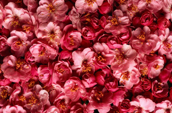 Картинка цветы цветущие деревья кустарники розовые