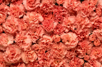 Картинка цветы гвоздики макро розовые