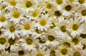 Картинка цветы ромашки желтые белые