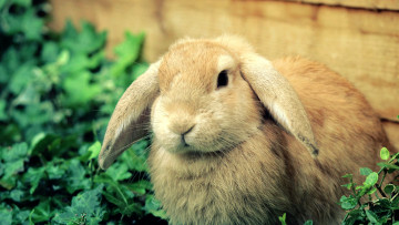 Картинка животные кролики зайцы кролик