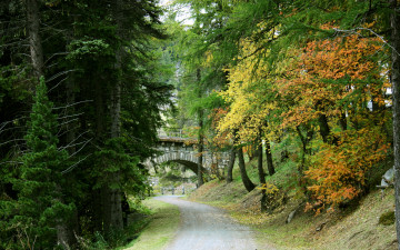 Картинка switzerland природа дороги лес дорога
