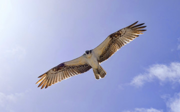 Картинка животные птицы хищники крылья небо полет osprey