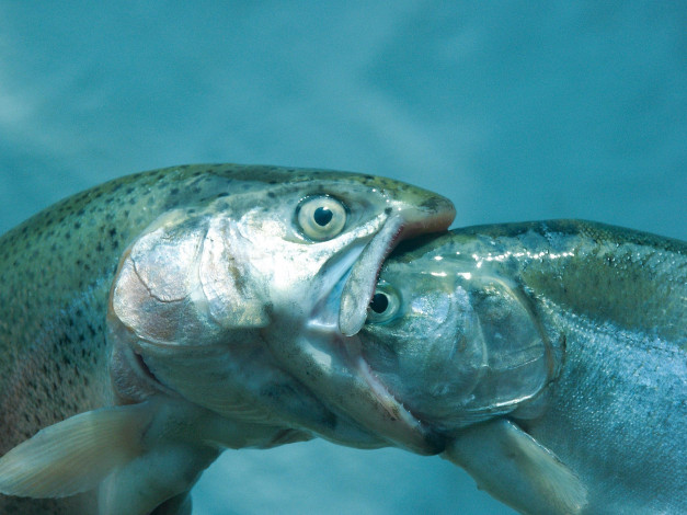 Обои картинки фото французский, поцелуй, животные, рыбы