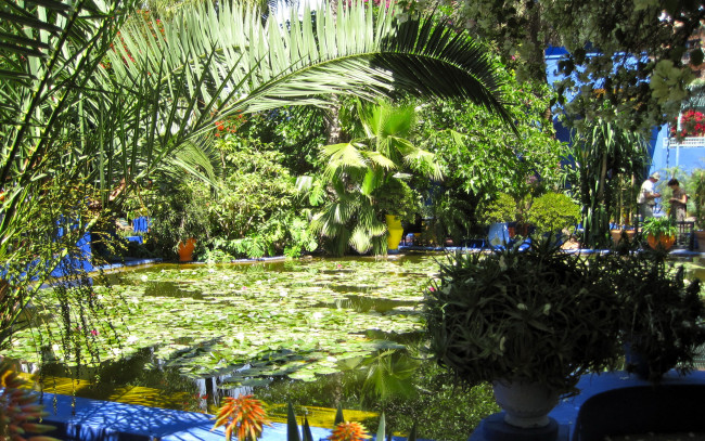 Обои картинки фото morocco, marrakech, jardin, majorelle, природа, парк, водоем, сад, растения
