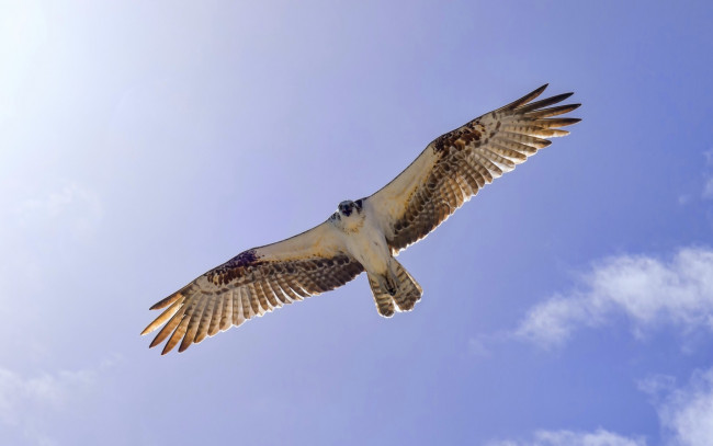 Обои картинки фото животные, птицы, хищники, крылья, небо, полет, osprey