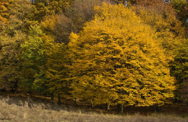Обои картинки фото природа, деревья, лес, осень