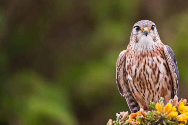 Обои картинки фото животные, птицы, хищники, кречет, взгляд, bird, merlin