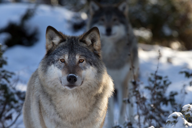 Обои картинки фото животные, волки, природа, волк, макро, морда