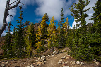 Картинка природа деревья вершины горы америка