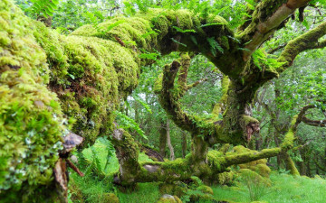 Картинка природа лес мох дерево