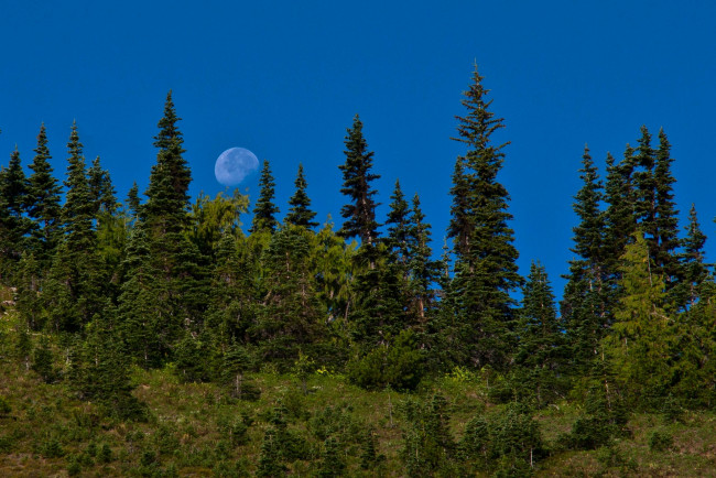 Обои картинки фото природа, лес, луна