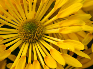 Картинка цветы цинния макро лепестки цветок жёлтая
