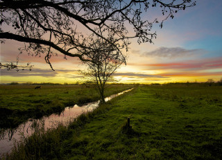 Картинка природа восходы закаты поле дерево коровы небо облака закат