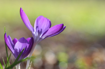 Картинка цветы крокусы фон лепестки весна солнечно макро фиолетовые