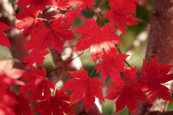 Картинка природа листья багрянец осень клен