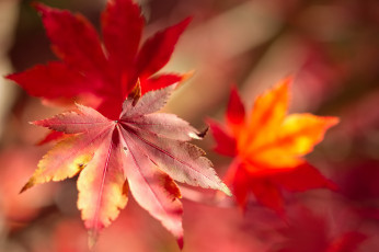 Картинка природа листья осень клен макро
