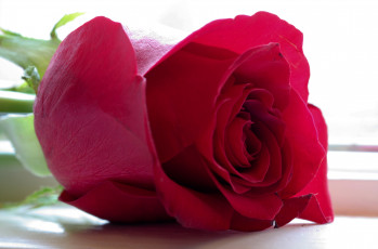 Картинка цветы розы роза бордовая